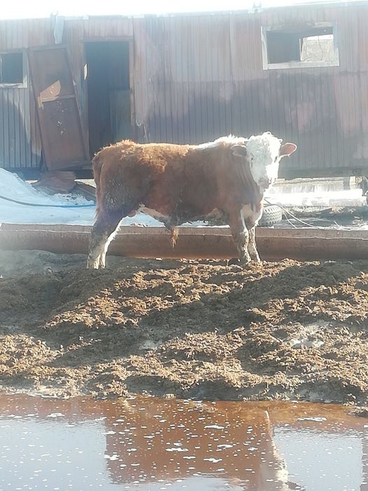 Продам бычков 15 шт