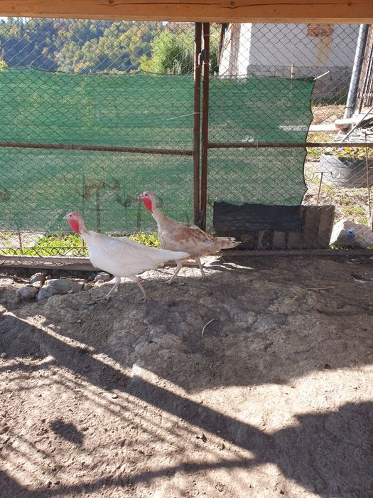 De vânzare curci de casă