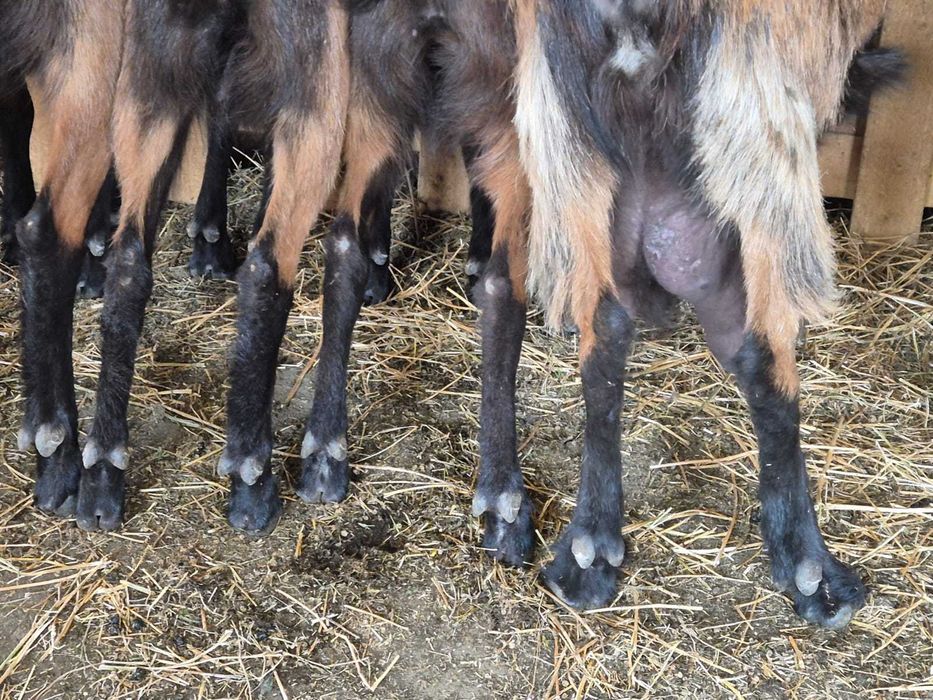 Capre Alpina Franceză – vând tot efectivul