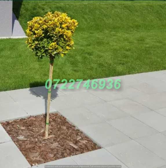 Gazon Rulou Premium cu Livrare Rapidă în Toată Țara