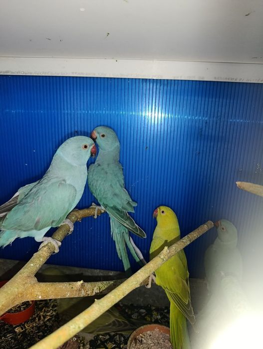 Малък Александър