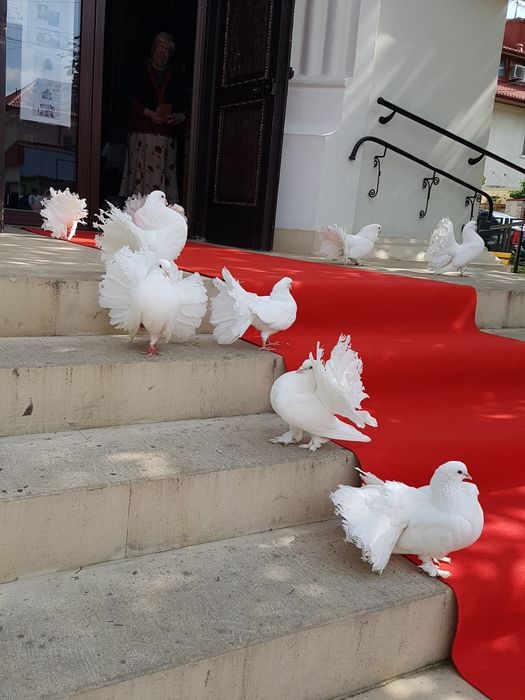 Porumbei pentru nunta