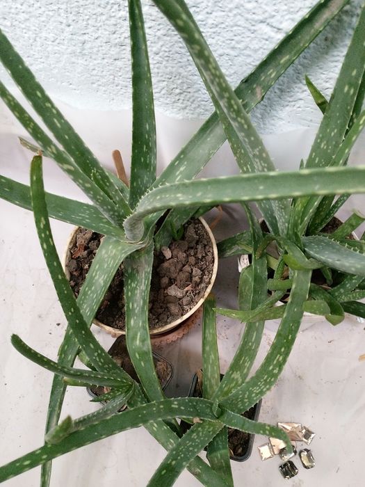 Алоэ Вера растение