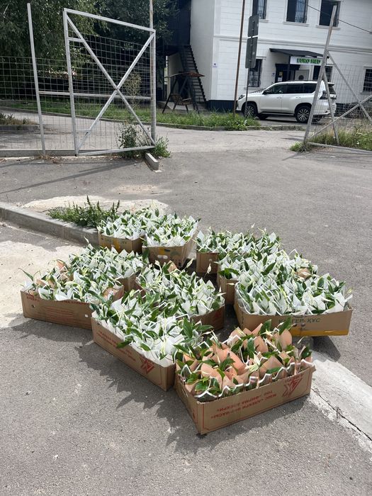 Тойбастар Бонбоньерка 8 март