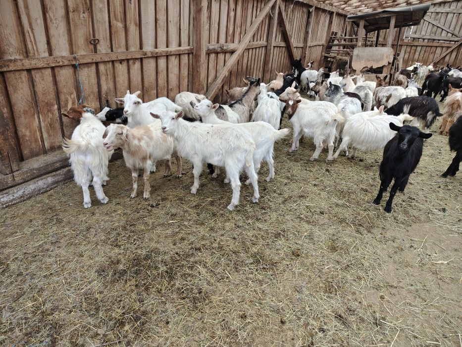 Carne de ied promoție 2026