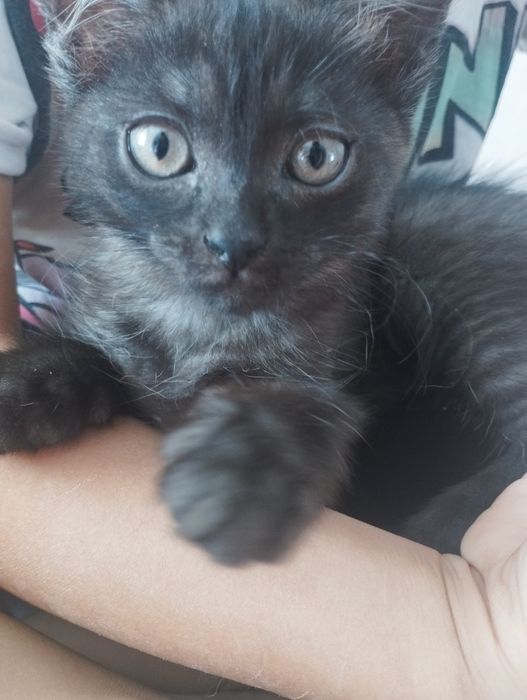 Отдам котенка метиска в добрые руки