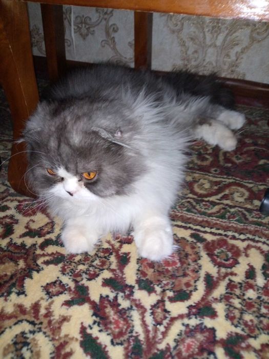 Продам кота породы скоттиш фолд