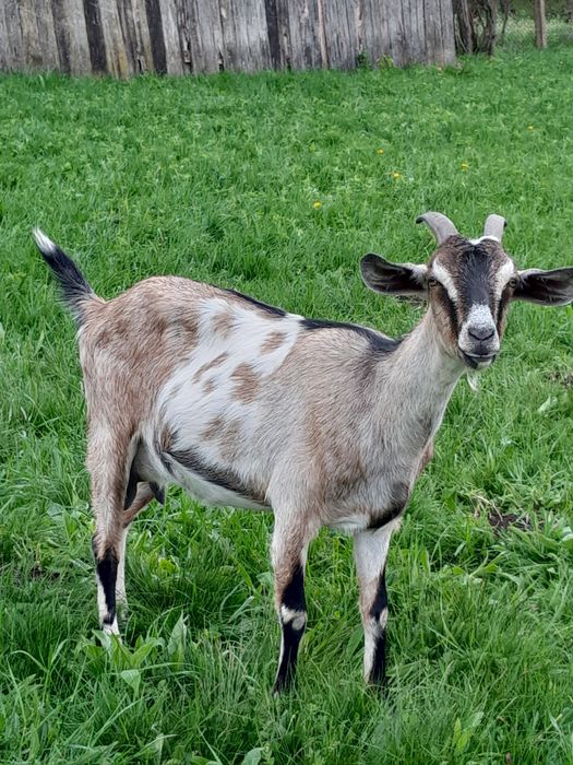 Capra metis anglo nubian