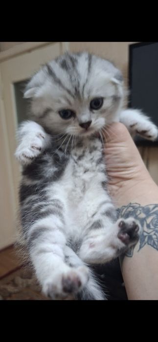 Котята шишила продажа