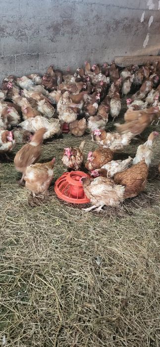 Куры Ламон брам вакцинировные