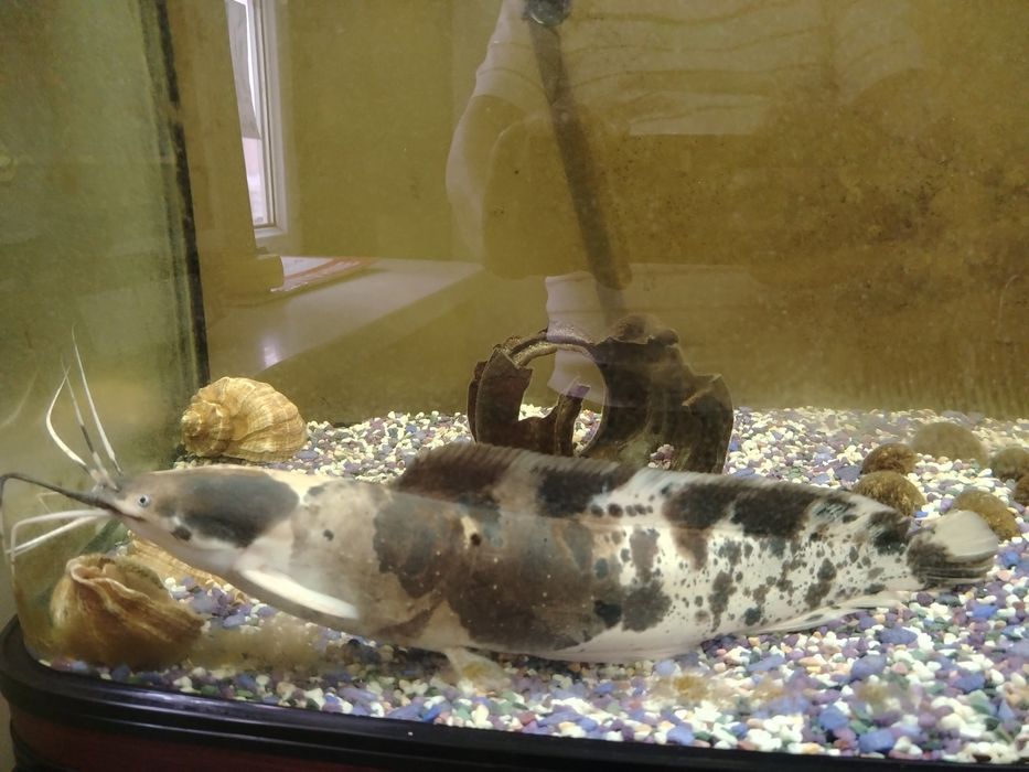 Рыба аквариумная тигровый сом