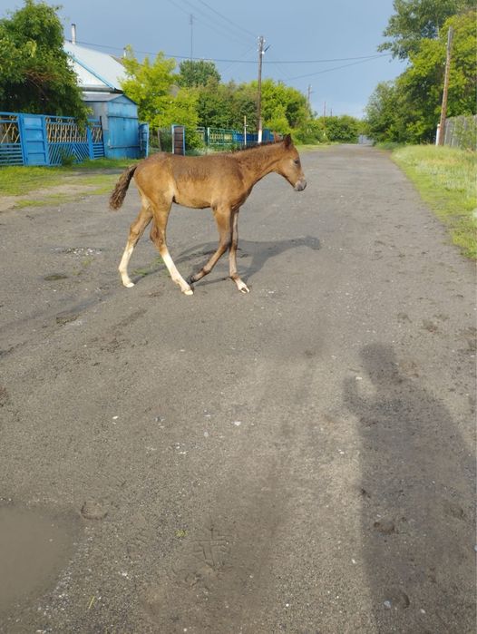Продам кобылу с жеребенком