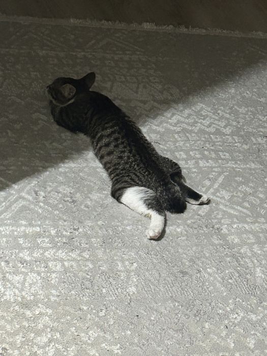 Отдам котенка мальчик Димаш