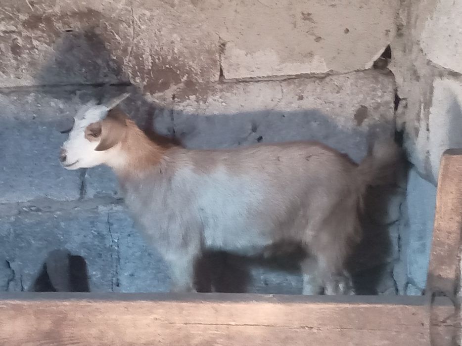 Продается  козый