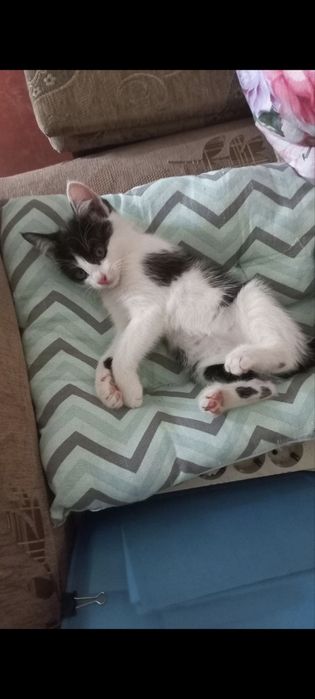 Котята 2мес, мальчик и девочка