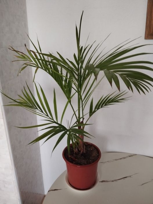 Пальма Хризалитакарпус.