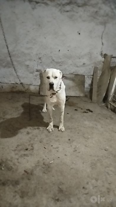 9 oylik alabay sotiladi