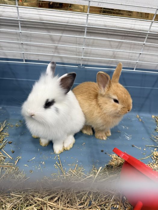 Кролики декоративные