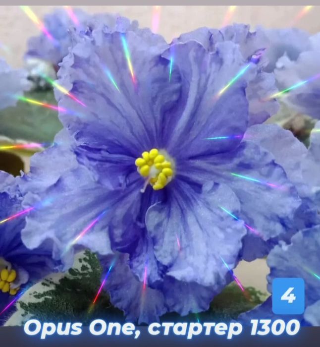 Фиалки сортовые (детки, стартеры)