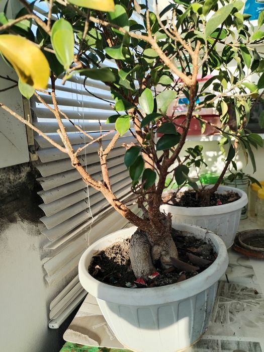 Plante de apartament.
