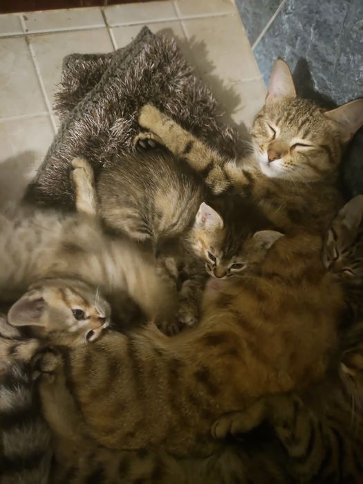 Кошка котяами отдам бесплатно