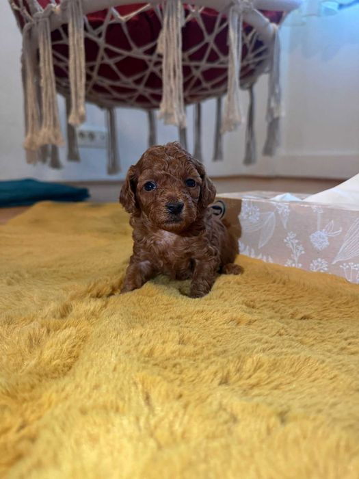 Pudel Toy – fetiță RED, pedigree