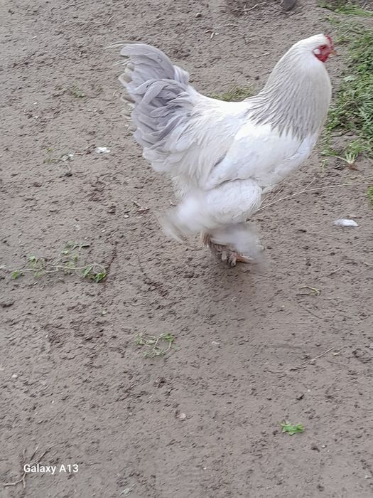 Brama xoroz kafolati bilan