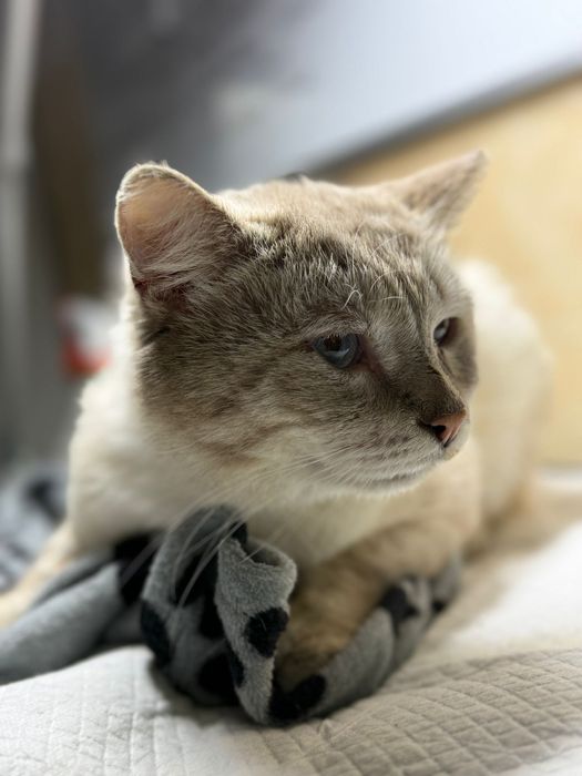 Urgent foster sau Adoptie 2 pisici adulte București