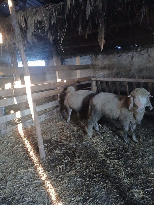 Berbeci merinos de palas