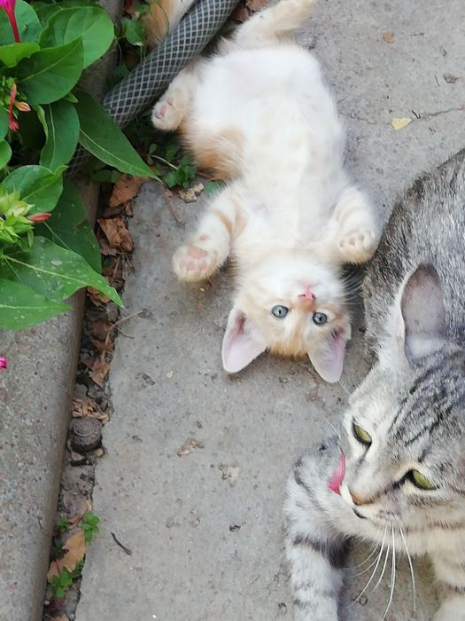 Котята бесплатно