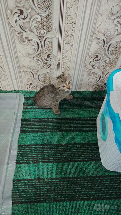 Мушукчалар хадияга