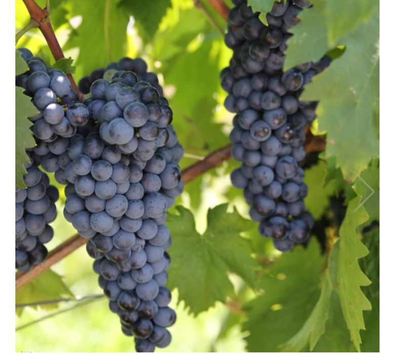 Butasi vita de vie hibrid anul 2 si 3