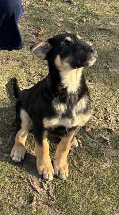 Мъжко куче на 4 месеца - ваксинирано, обезпаразитено с паспорт