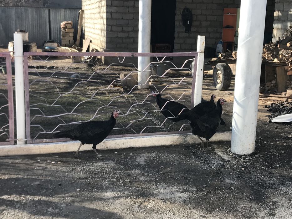 Мекен 14000қораз 17000