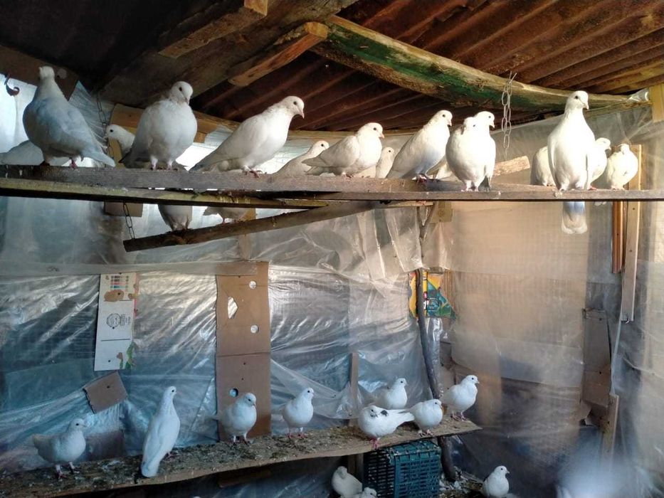 Продам белых домашних голубей