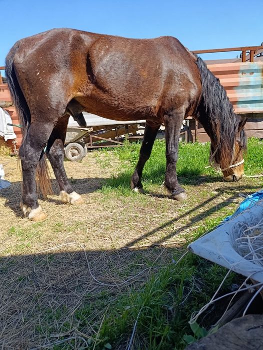Айгыр сатылады.  .