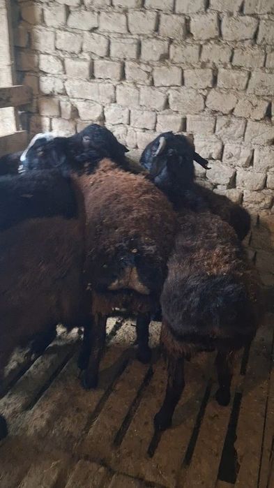 Сатылмда кошкар 8 бас