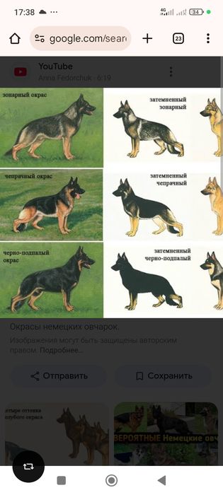 Продам немецкую овчарку