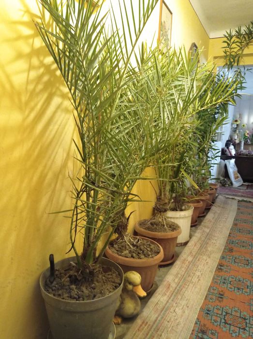 Продавам растения в саксии - Форма