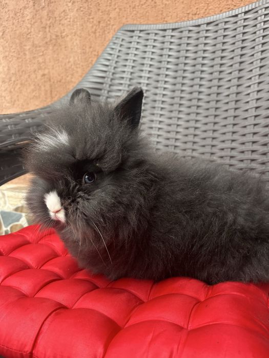 Pui Cap de Leu la cel mai bun pret