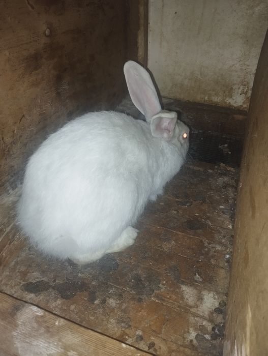 Quyon bolalari sotiladi 7 ta bir yarim oylik yoqimtoy