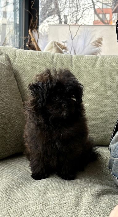 Poodle TOY black