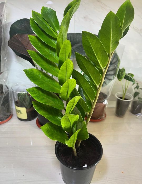 Комнатные растения