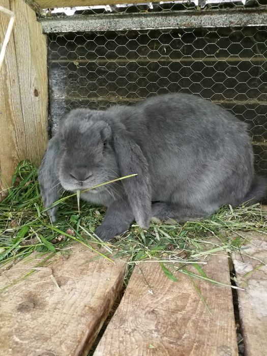 Vând iepuri berbec uriaș german