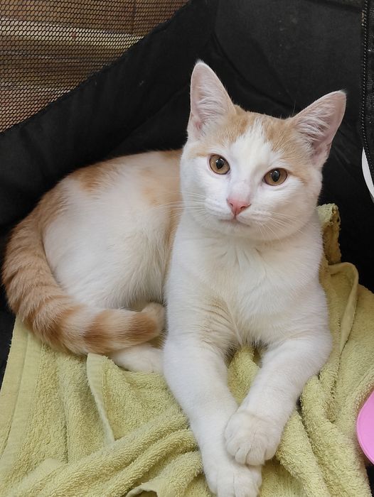 Котенок в добрые руки