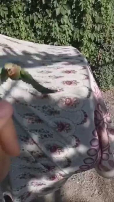 Попугай Кеша    .