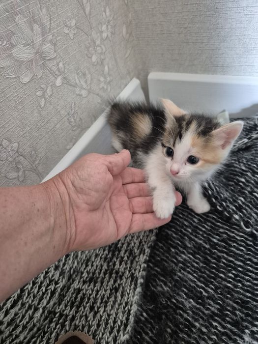 Отдам милых котят