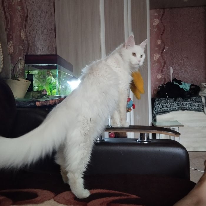 Продам кошку Мейн Кун