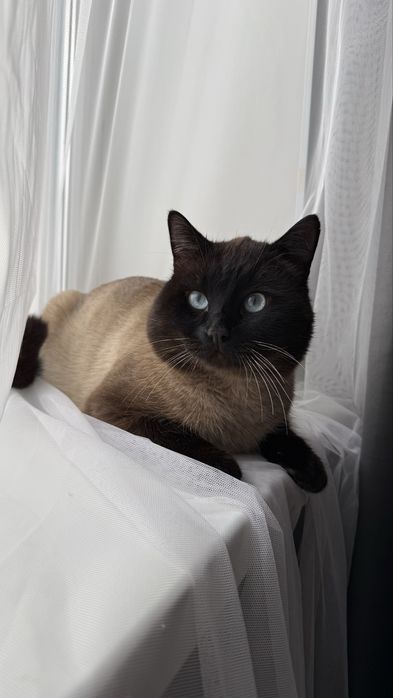 Кот Томпи ищет дом