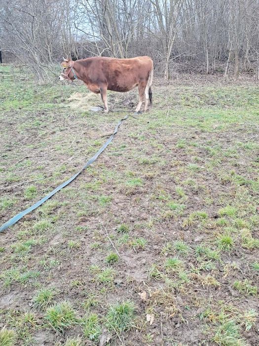 De vânzare jurinca Jersey  gestantă de 6 luni